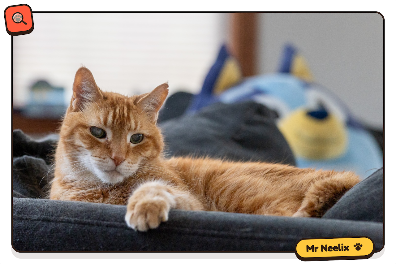 Mr. Neelix, the inspiration for VetClue